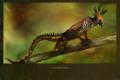 A kind of gryphon